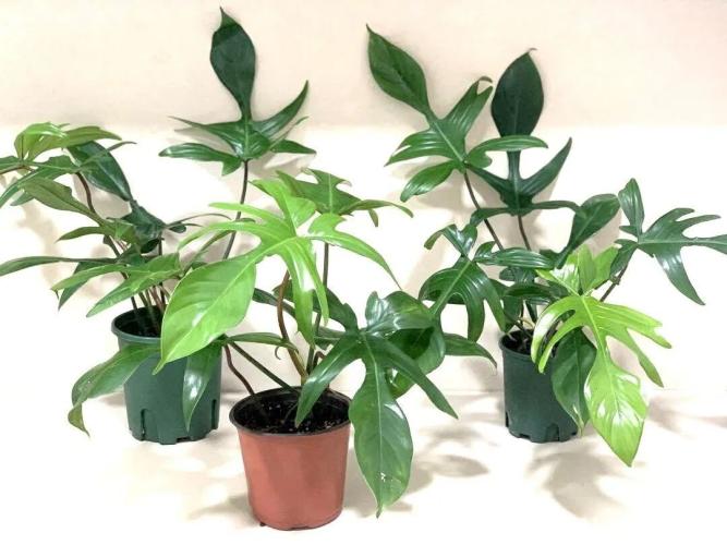 洞洞蔓綠絨 洞洞蔓綠絨